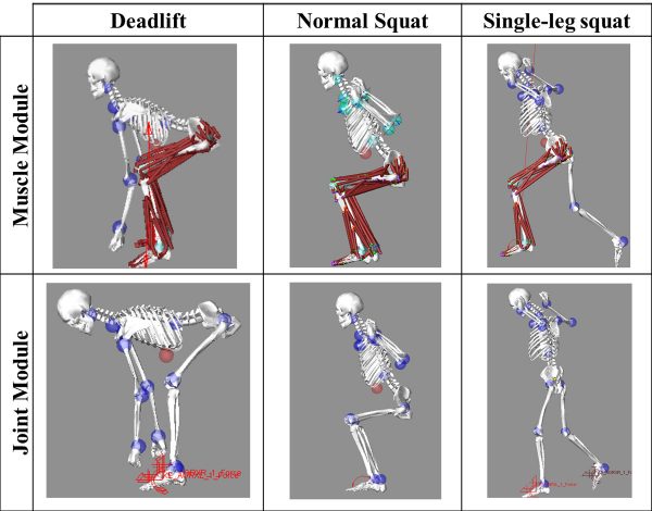 Three biomechanical exercise modules that include joint and muscle modules
