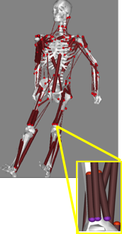 Graphical representation of muscles in OpenSim